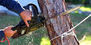 Best Tree Mulching  in Rock Springs, NM
