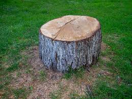 Best Tree and Shrub Care  in Rock Springs, NM