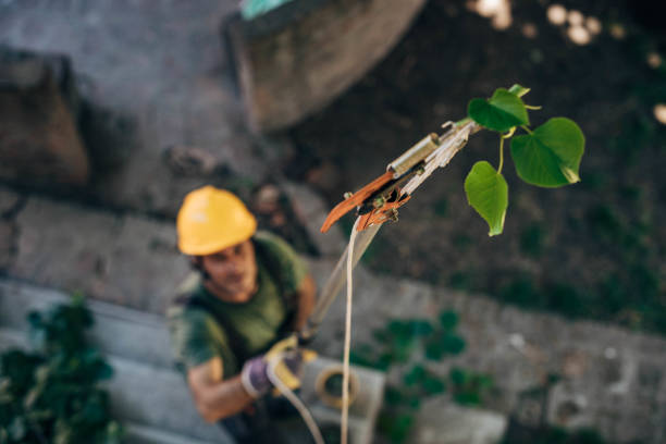 Best Firewood Processing and Delivery  in Rock Springs, NM