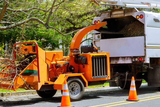 Best Stump Grinding and Removal  in Rock Springs, NM