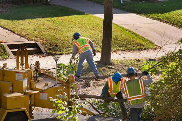 Best Lawn Disease Treatment  in Rock Springs, NM