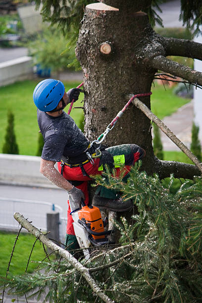 Best Tree Disease Treatment  in Rock Springs, NM