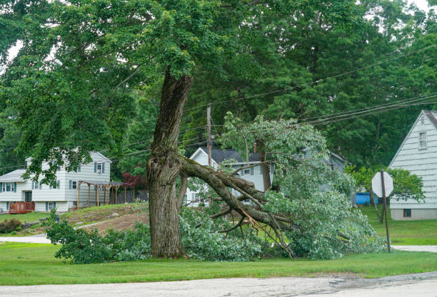Best Emergency Tree Removal  in Rock Springs, NM