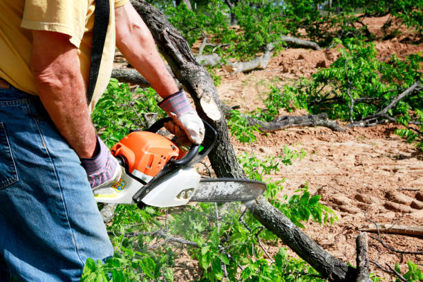 Best Lot and Land Clearing  in Rock Springs, NM